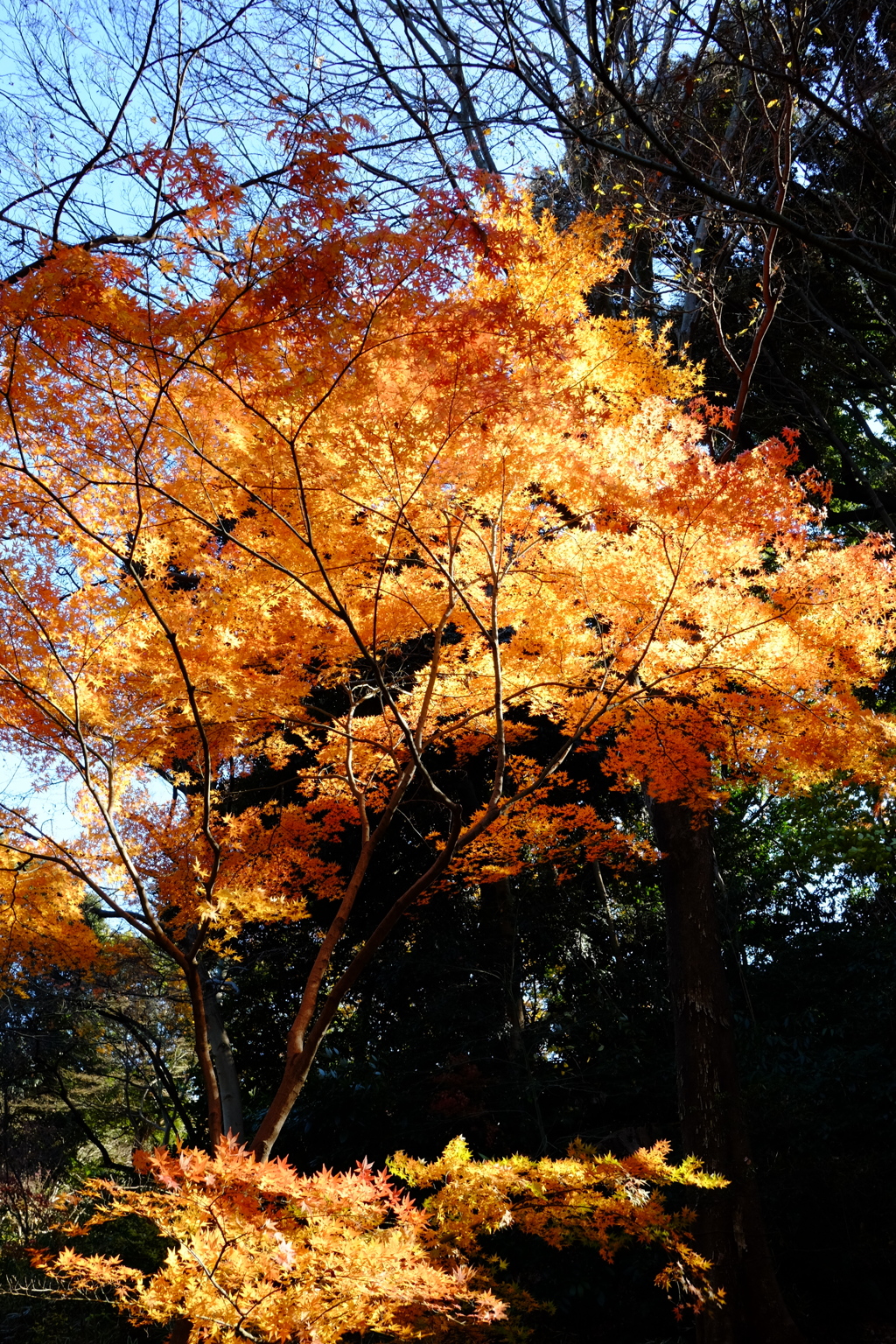 2016.12.10 六義園 その7