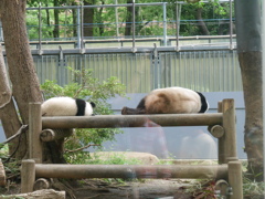 2018.06.17 上野動物園 シャンシャン