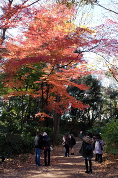 2016.12.10 六義園 その2