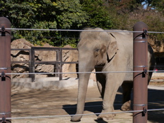 2017.01.21 上野動物園 アジアゾウ