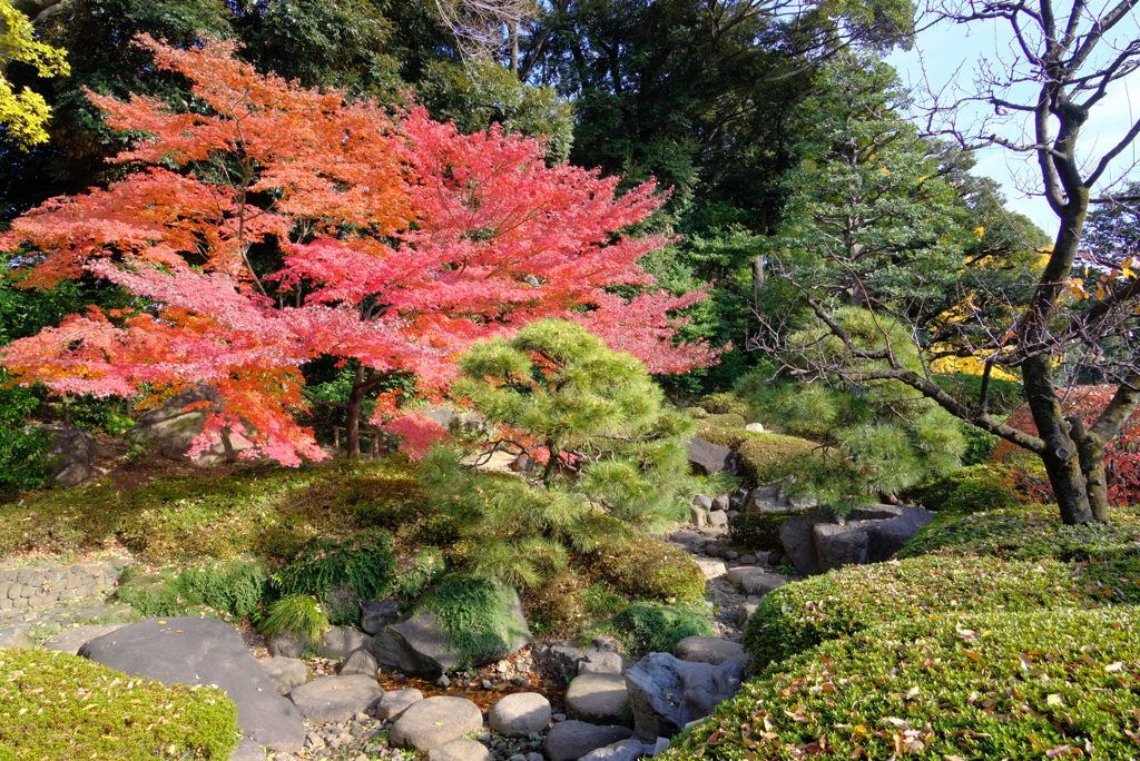 清澄庭園 2020.12.13