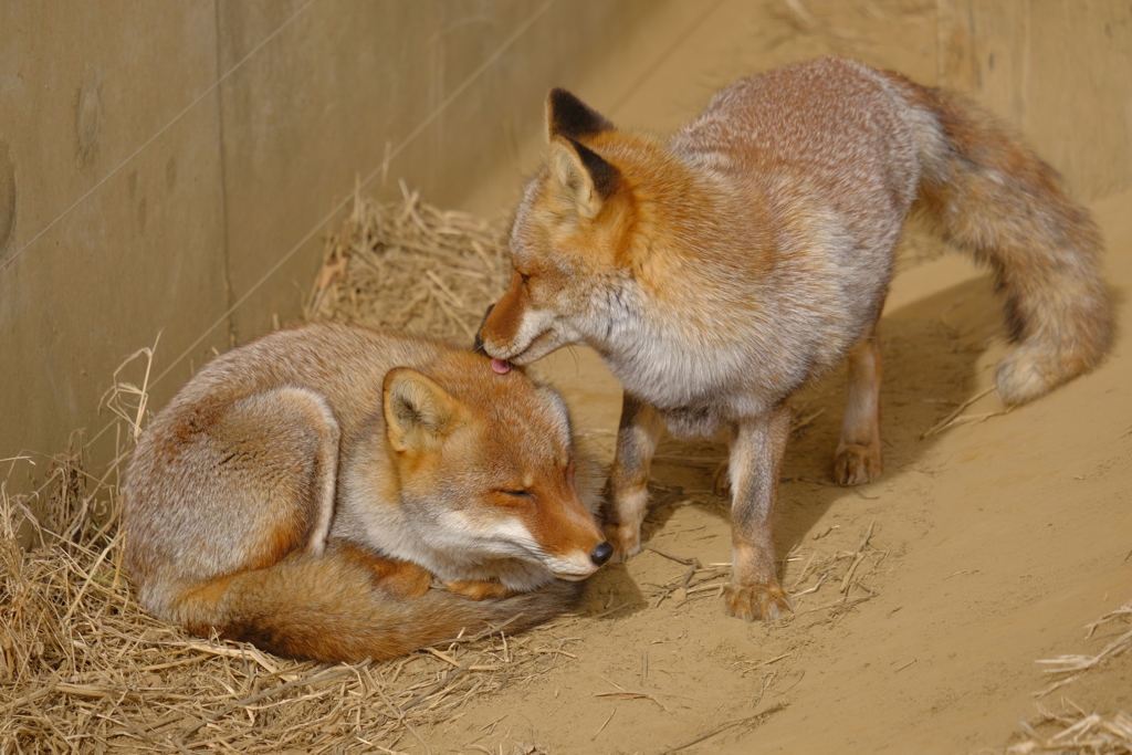 2022.1.29 東武動物公園 きつね