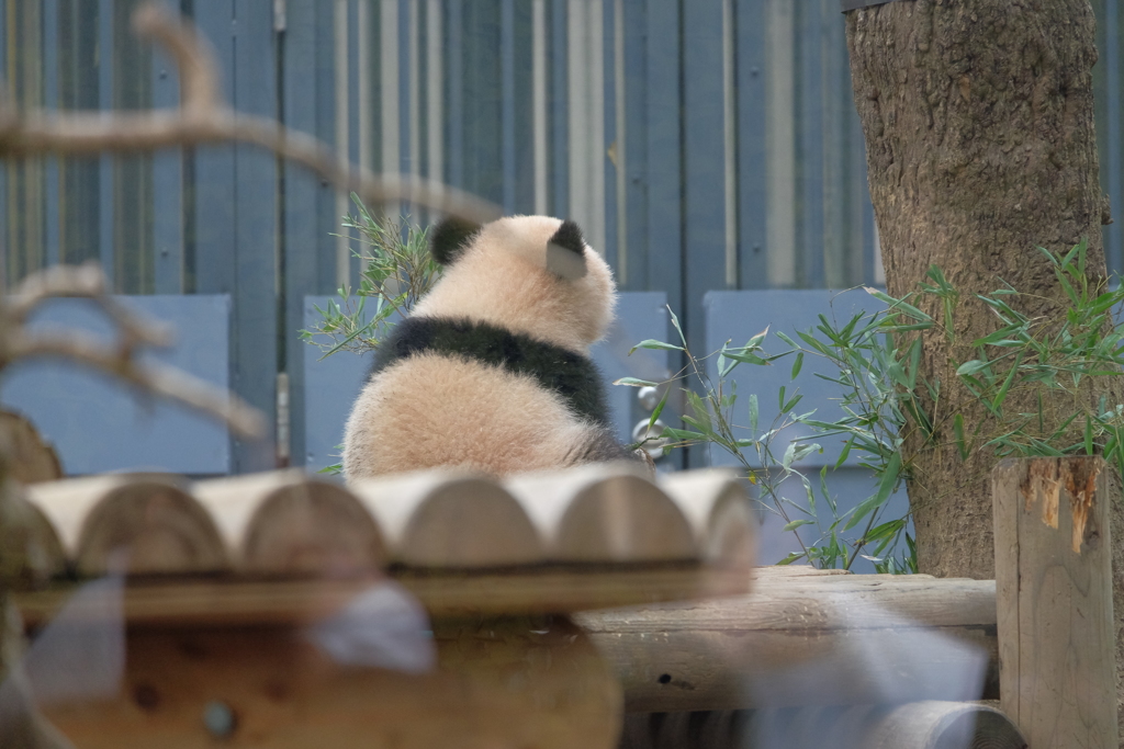 2018.03.10 上野動物園 シャンシャン その1