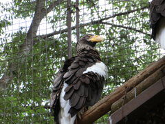 上野動物園 オオワシちゃん