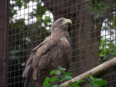 2017.09.24 上野動物園 オジロワシ