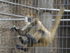 2017.08.20 上野動物園 ジェフロイクモザル