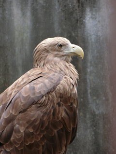 上野動物園 オジロワシちゃん