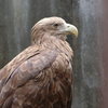 上野動物園 オジロワシちゃん
