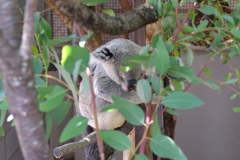 2017.06.17 埼玉県こども動物自然公園 コアラ その２