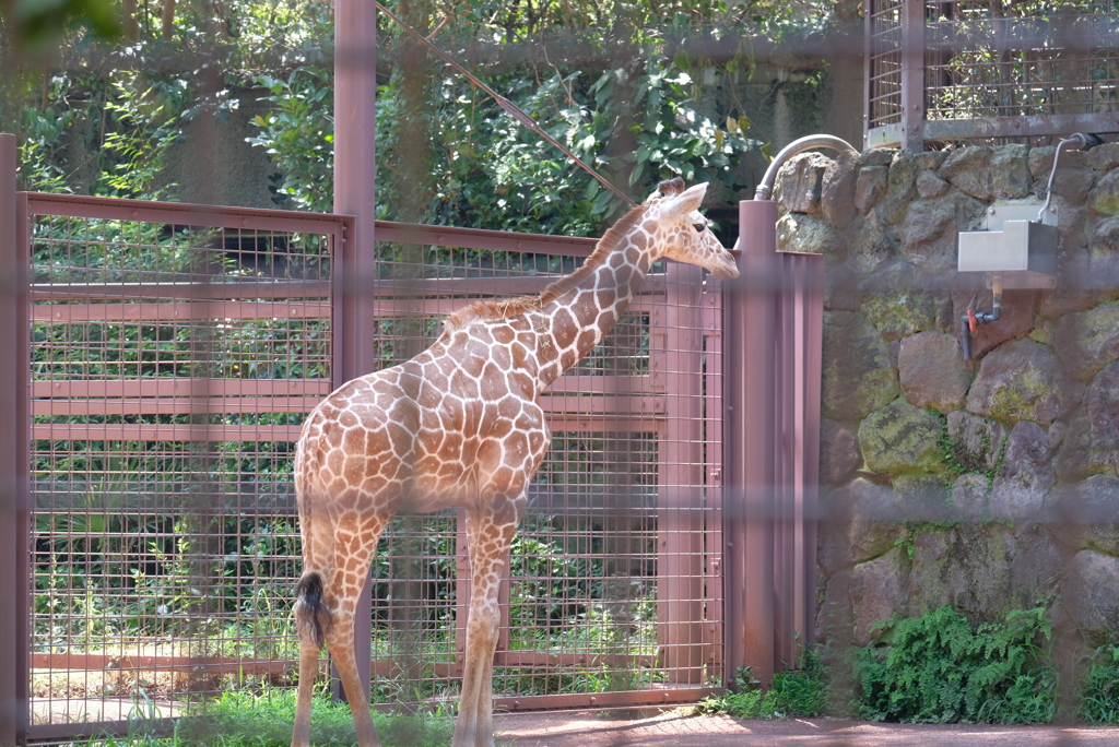 2020.8.22 上野動物園 キリン