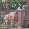 2020.8.22 上野動物園 キリン