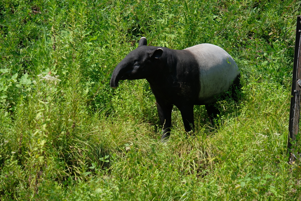 2020.8.15 多摩動物公園 マレーバク