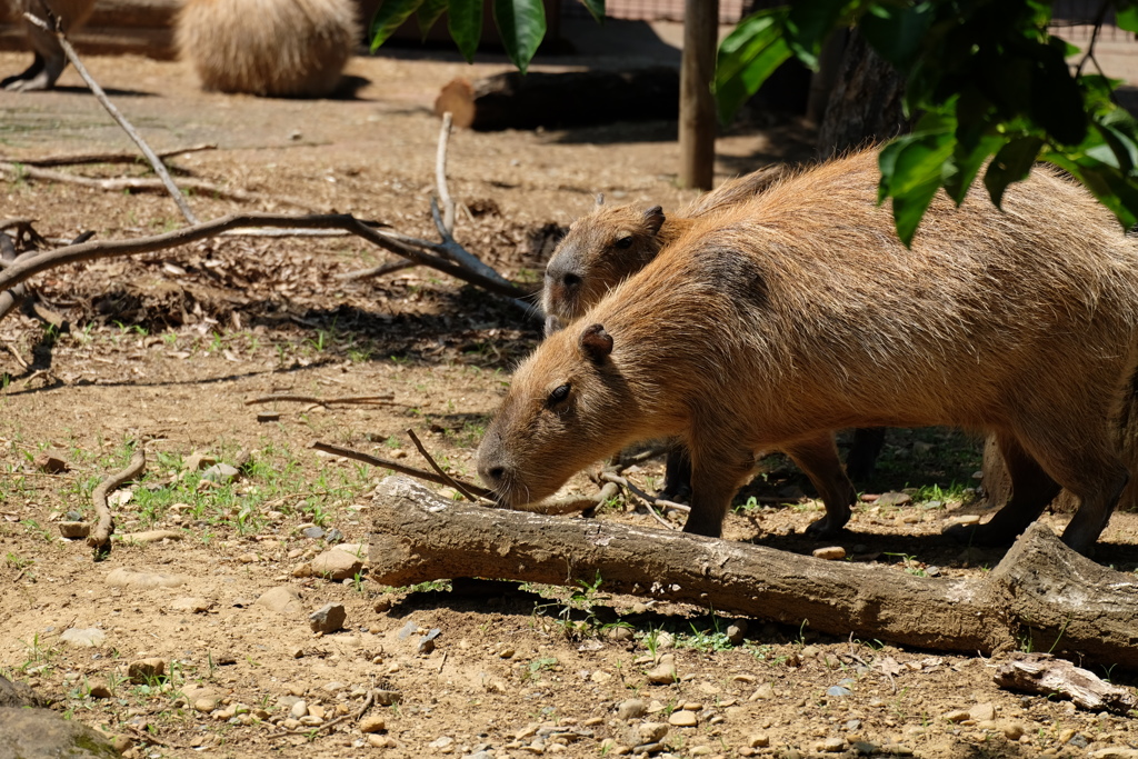 2017.06.17 埼玉県こども動物自然公園 カピバラ