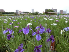 小岩菖蒲園まつり 2016.06.05 その1