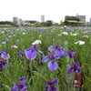小岩菖蒲園まつり 2016.06.05 その1