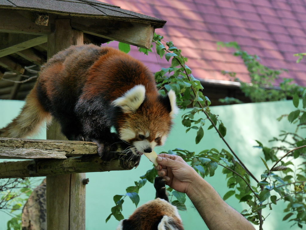 2017.09.18 千葉市動物公園 レッサーパンダ（風太） その3