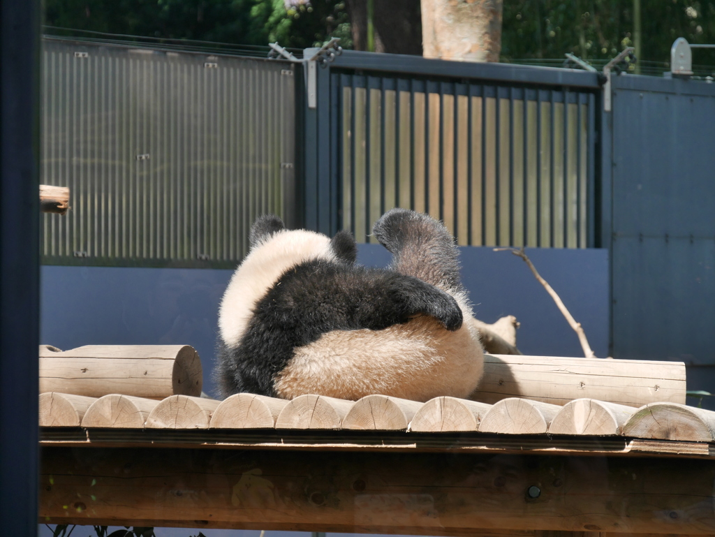 2018.03.31 上野動物園 シャンシャン その4