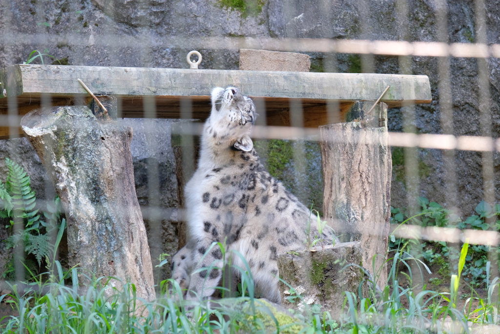 2020.8.15 多摩動物公園 ユキヒョウ