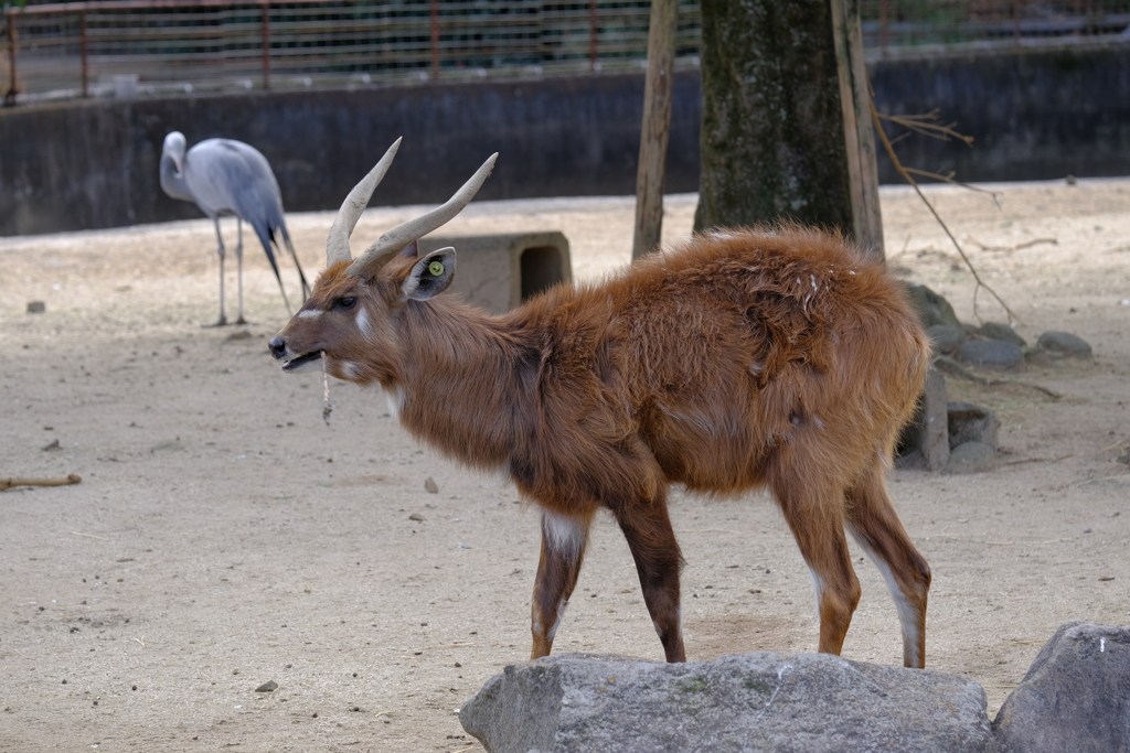 2022.1.29 東武動物公園 シタツンガ