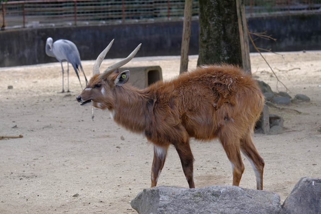 2022.1.29 東武動物公園 シタツンガ