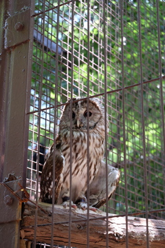 2016.06.18 上野動物園 フクロウ