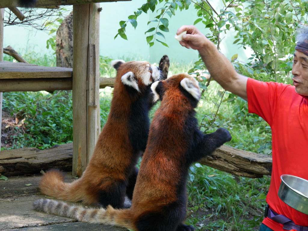 2017.09.18 千葉市動物公園 レッサーパンダ その2