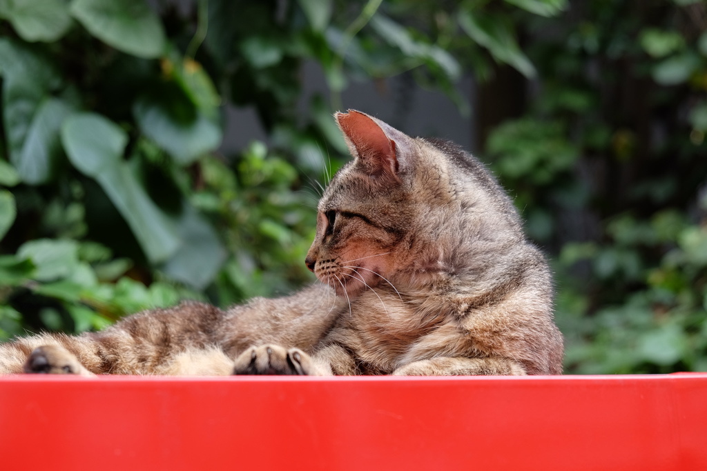 2016.07.23 まちのねこ