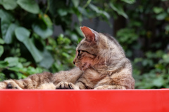 2016.07.23 まちのねこ