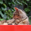 2016.07.23 まちのねこ