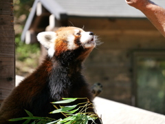 2017.09.18 千葉市動物公園 レッサーパンダ（風太） その4