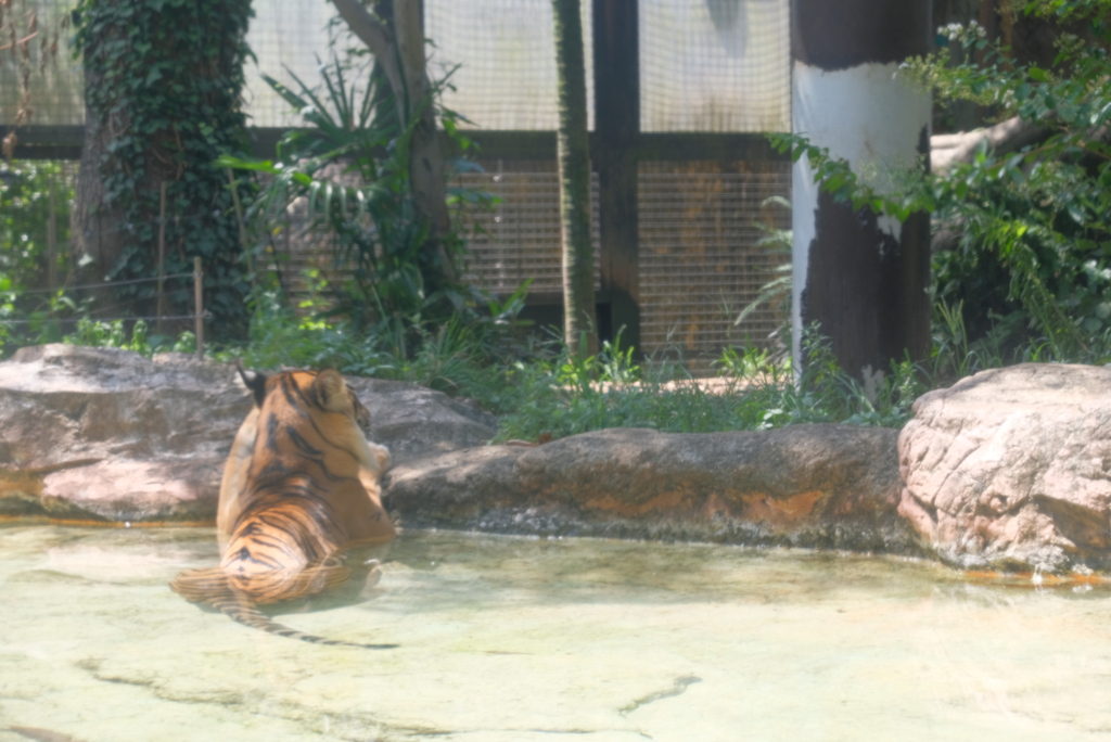 2020.08.29 上野動物園 トラ