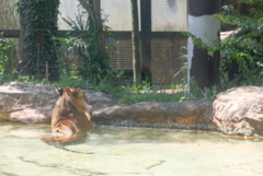 2020.08.29 上野動物園 トラ
