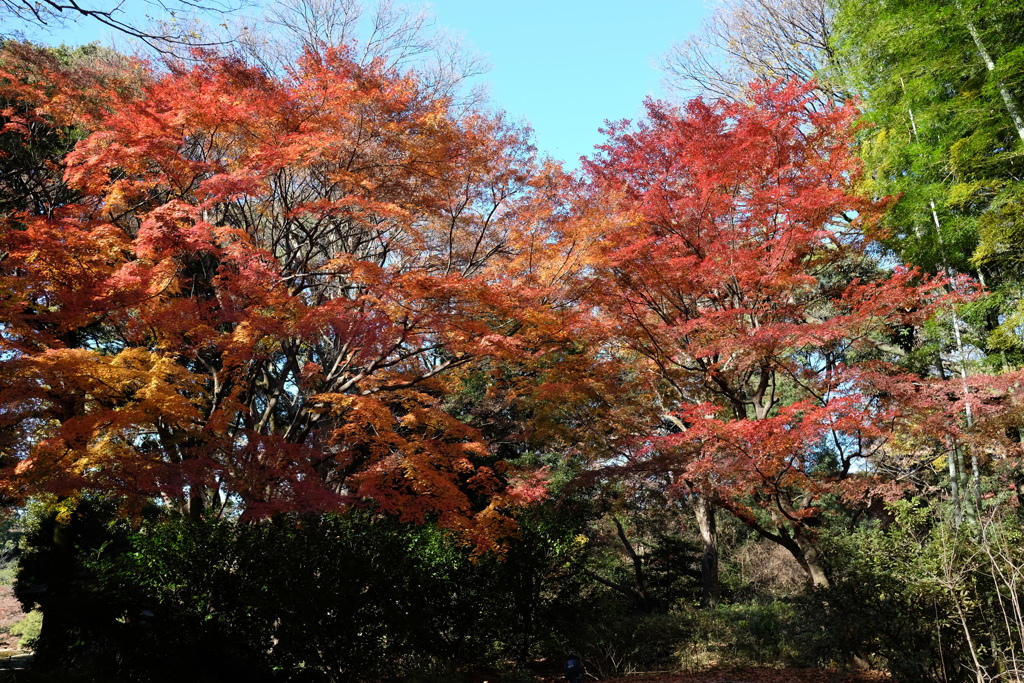 2016.12.10 六義園 その1