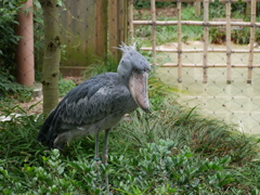 2017.06.11 上野動物園 ハシビロコウ