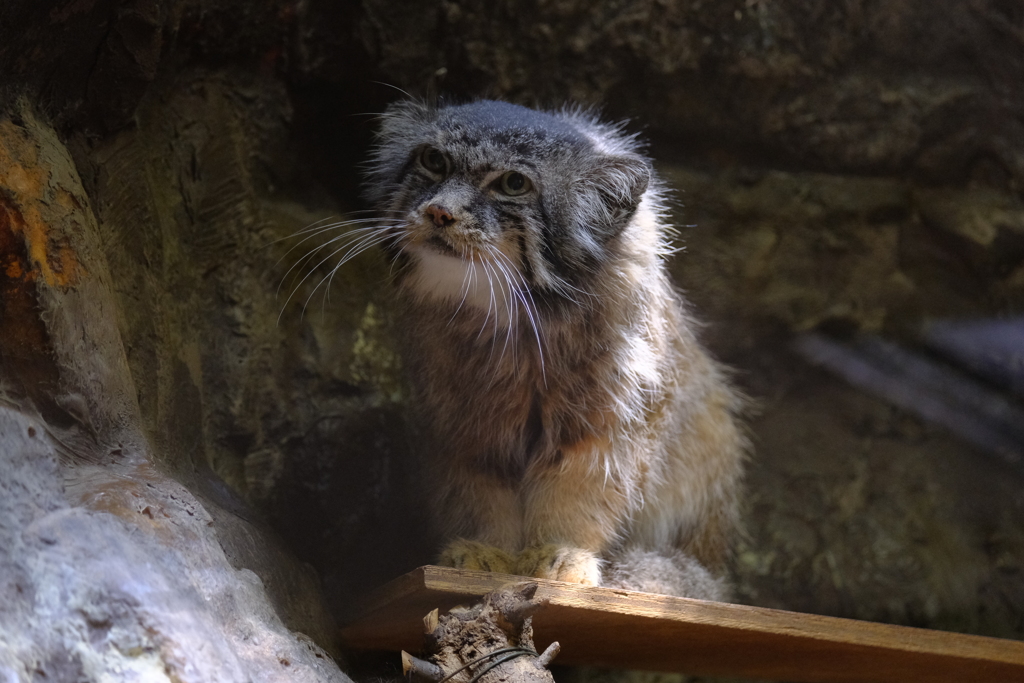 上野動物園 2022.05.28 マヌルネコ