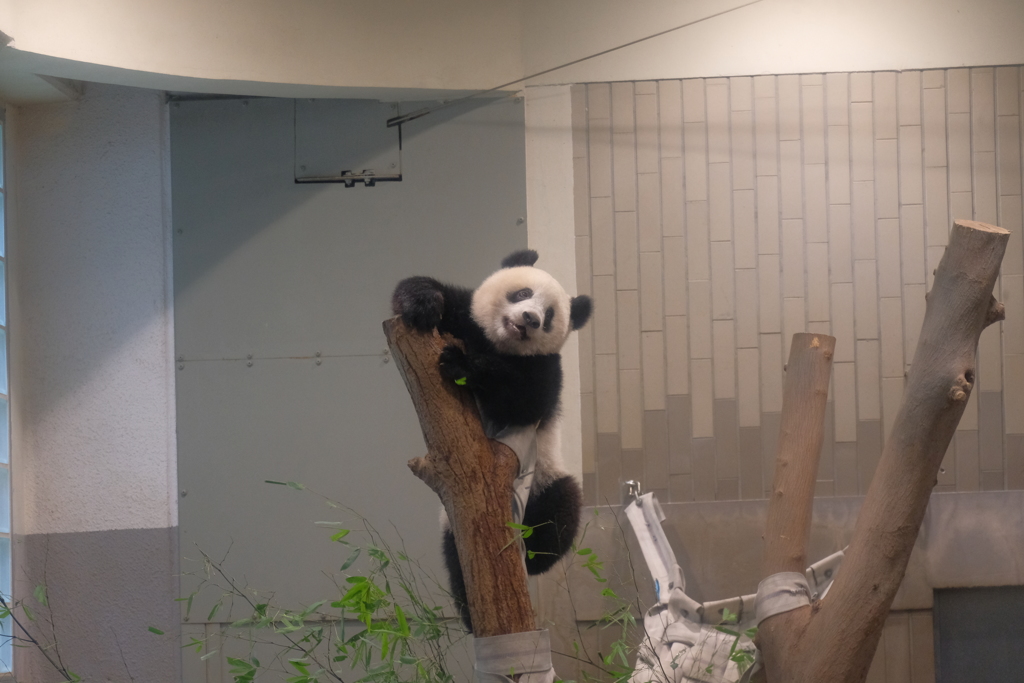 2018.07.07 上野動物園 シャンシャン その2