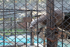 2017.01.28 上野動物園 カワウソ