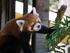 2017.09.18 千葉市動物公園 レッサーパンダ（風太） その6