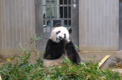 2016.06.18 上野動物園 ジャイアントパンダ