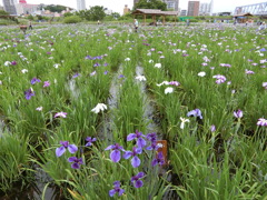 小岩菖蒲園まつり 2016.06.05 その2