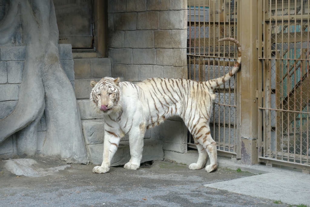 2022.1.29 東武動物公園 ホワイトタイガー