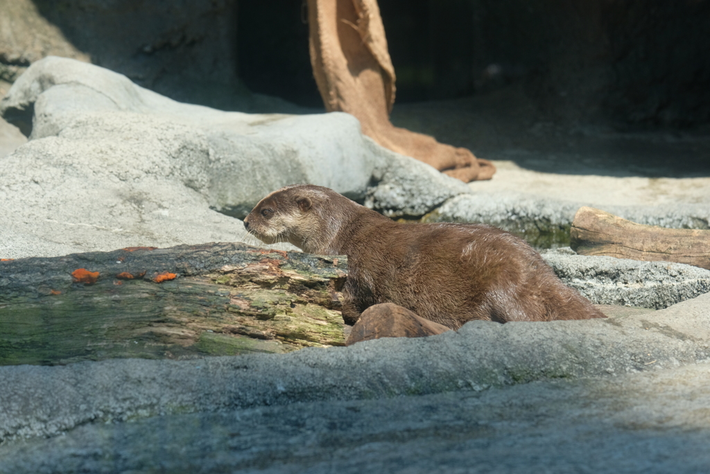 2020.8.15 多摩動物公園 コツメカワウソ