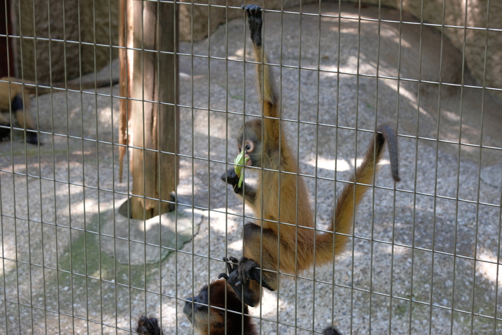 2020.08.29 上野動物園 ジェフロイクモザル