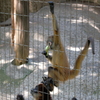 2020.08.29 上野動物園 ジェフロイクモザル