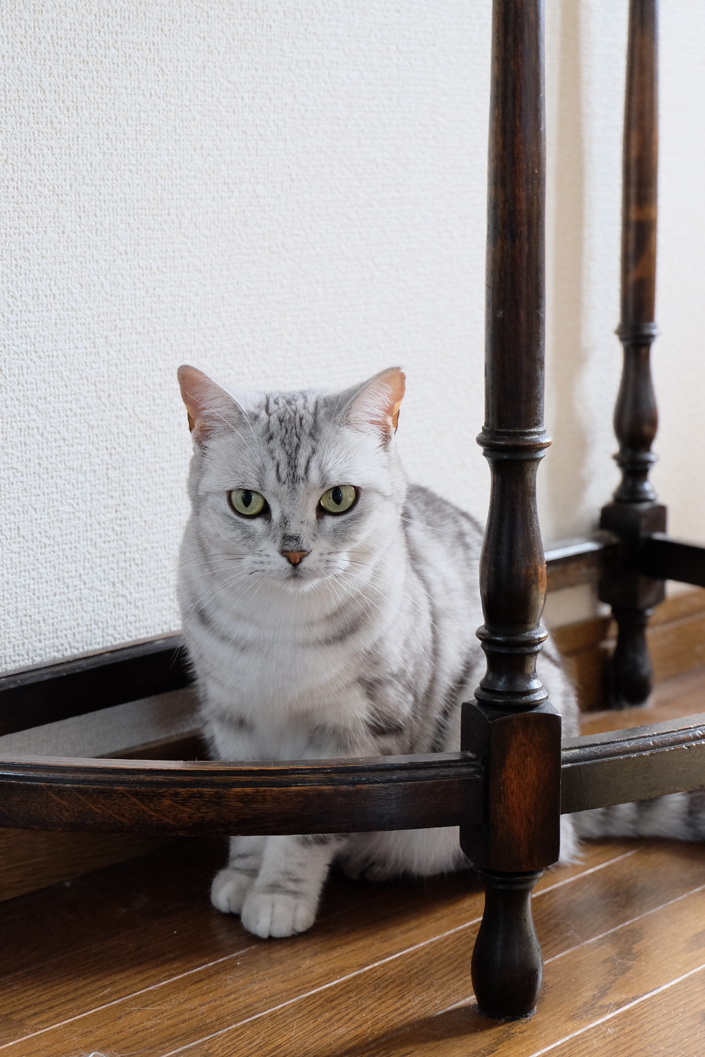ねこ