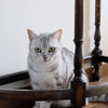 ねこ