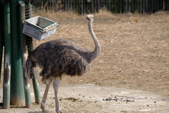 2022.1.29 東武動物公園 ダチョウ