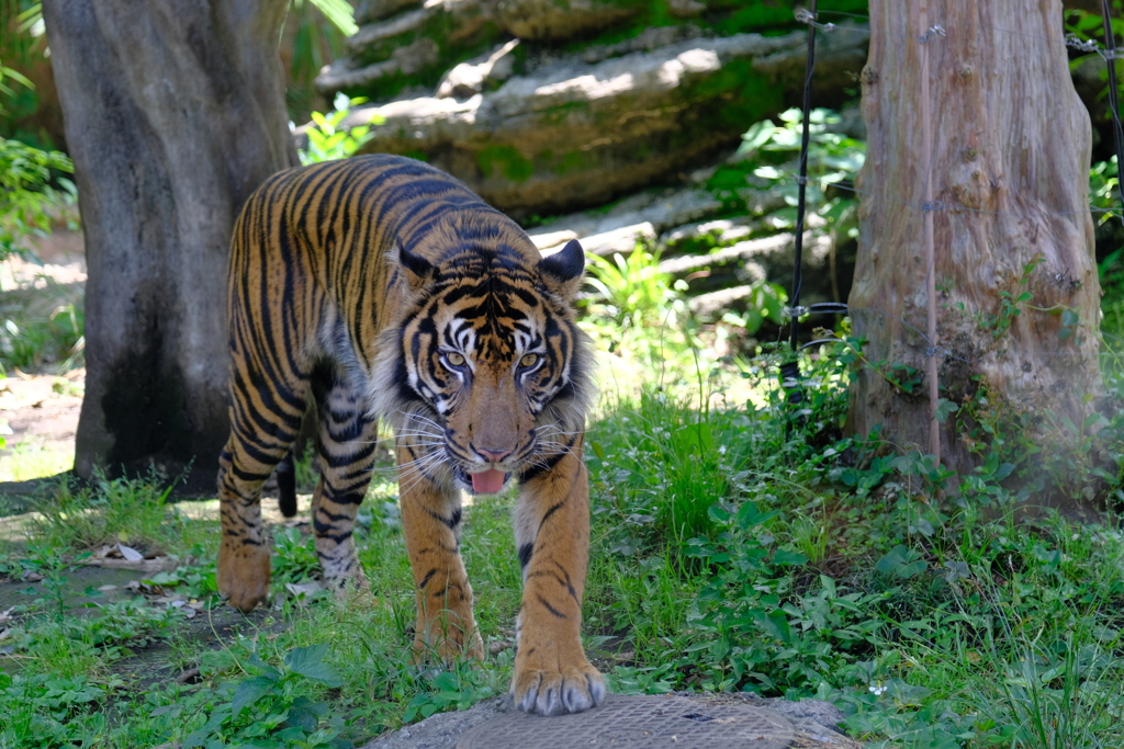 上野動物園 2022.05.28 トラ