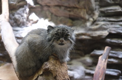 上野動物園 マヌルネコちゃん