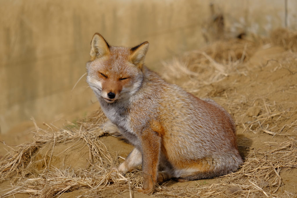 2022.1.29 東武動物公園 きつね